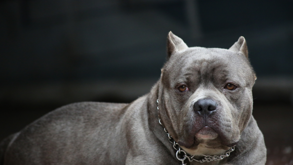 South Los Angeles Shelter Costs City $3.25 Million After Pit Bull Mauls New Owner