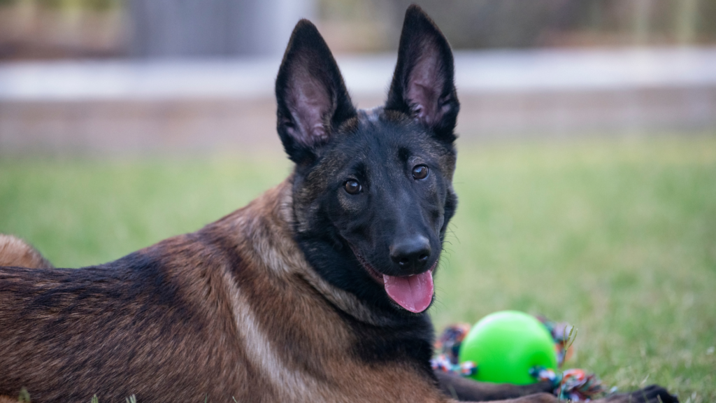 Woman Attacked by Belgian Malinois at L.A. City Animal Shelter Wins $5.4 Million 